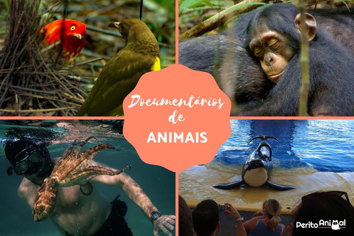 Documentários de animais
