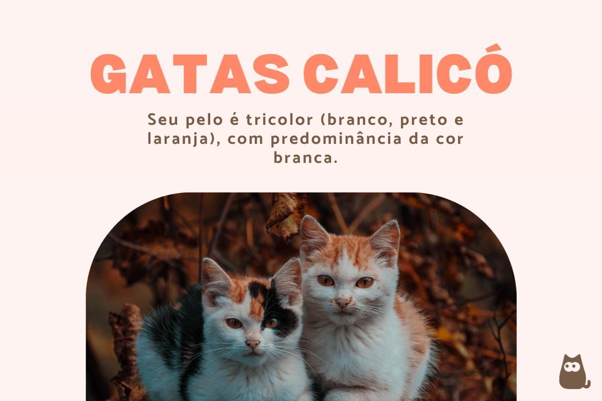 Gatos calico: significado e características