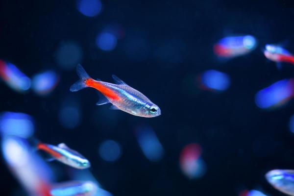 Peixes neon: tipos, cuidados e reprodução - Como os peixes neon se reproduzem?