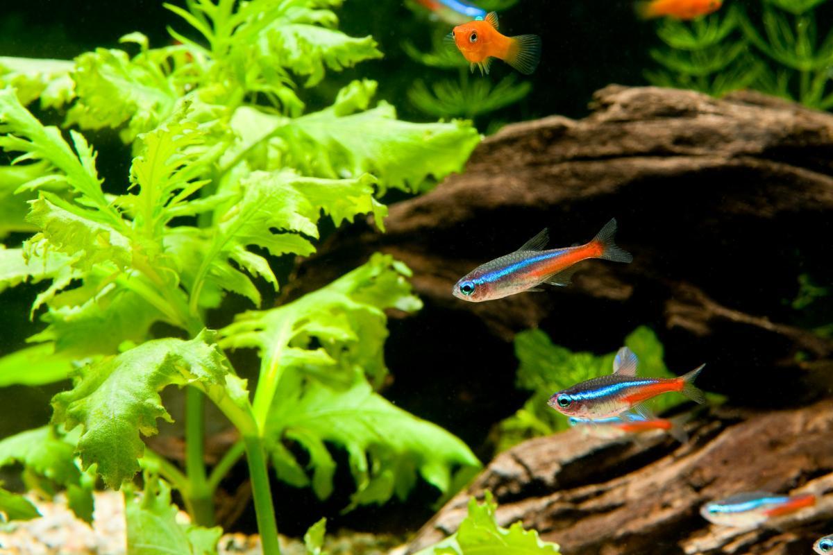 Peixes neon: tipos, cuidados e reprodução