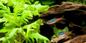 Peixes neon: tipos, cuidados e reprodução