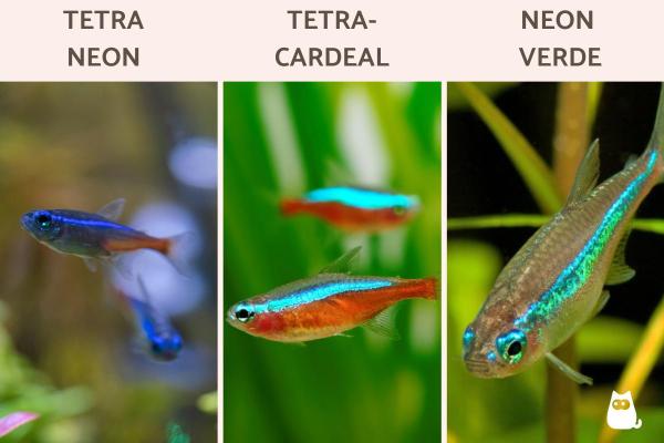 Peixes neon: tipos, cuidados e reprodução - Tipos de peixes neon