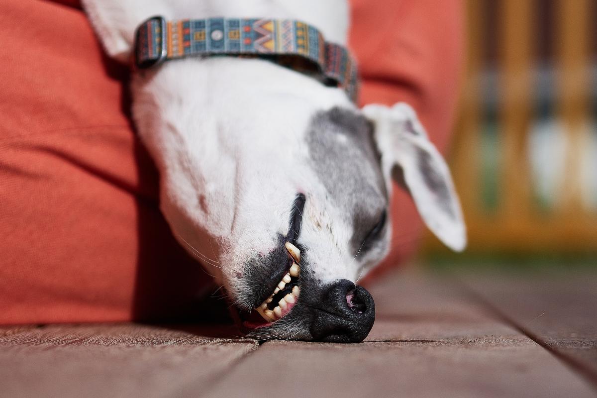 Cachorro desmaiando sem motivo aparente, o que pode ser?