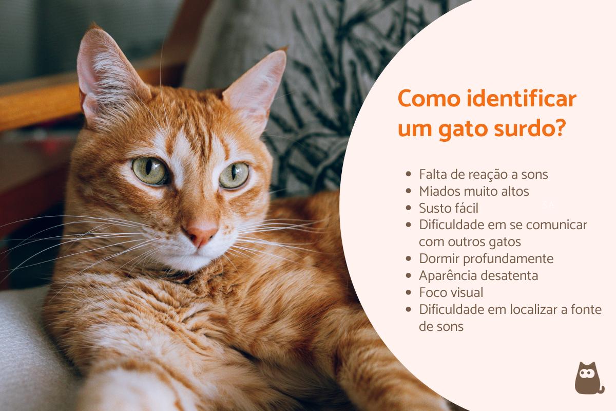 Como saber se um gato é surdo?