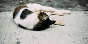 Gato com dor na parte traseira: causas e o que fazer?