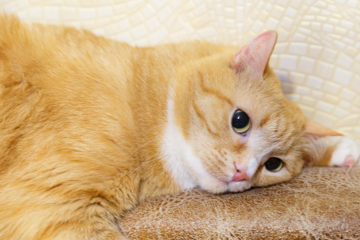 Trombocitopenia em gatos - Causas, tratamento e prevenção