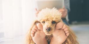 Porque meu cachorro deita em cima de mim