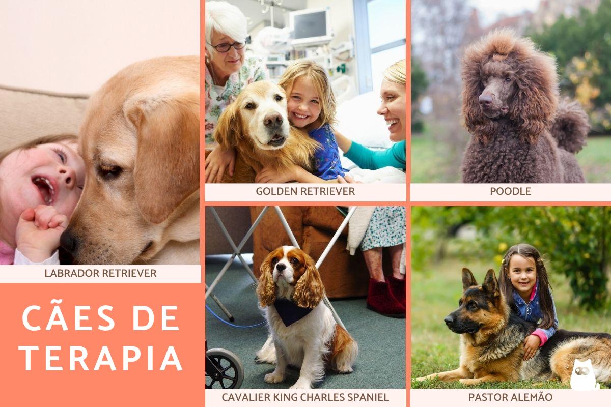 Raças de cães de terapia