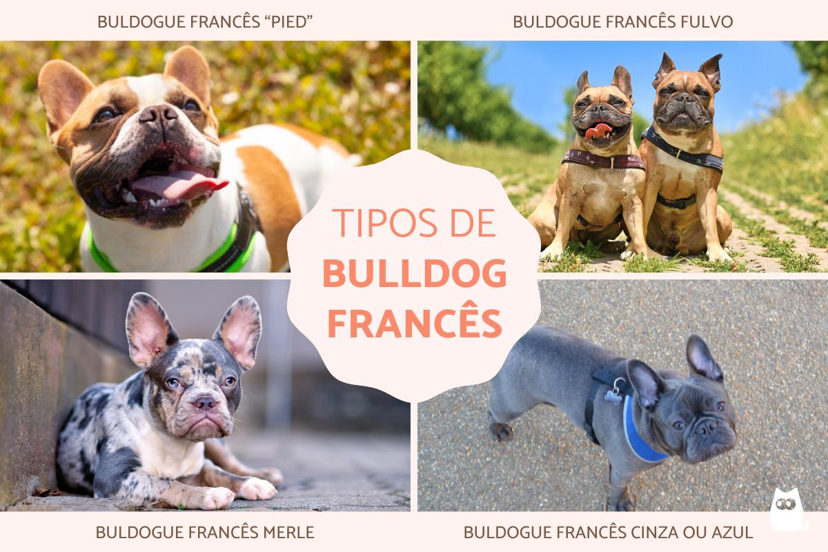 Tipos de bulldog francês