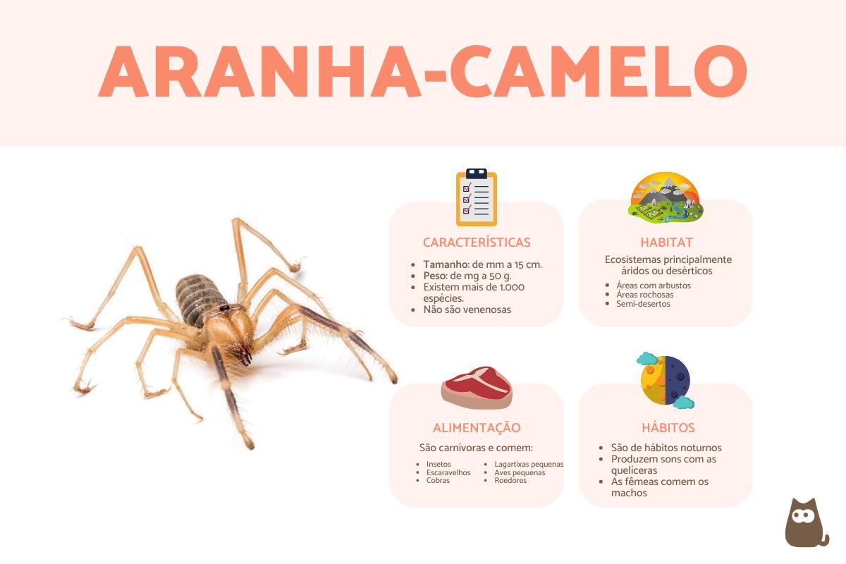 Aranha-camelo - Características e picada