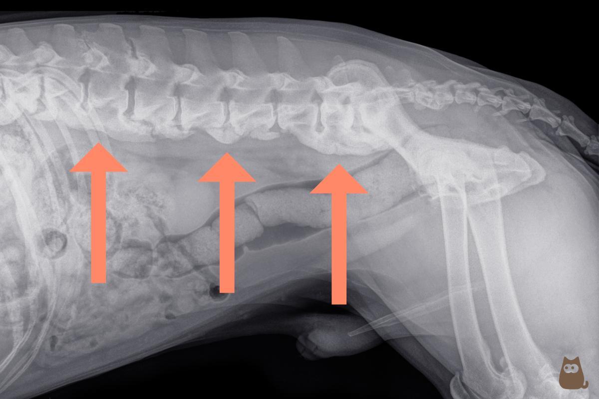 Espondilose em cães - Sintomas e tratamento