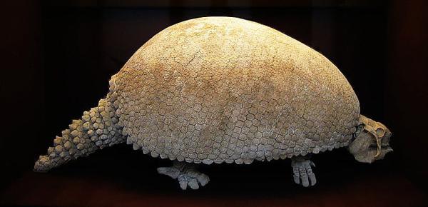 Animais pré-históricos: características e curiosidades -