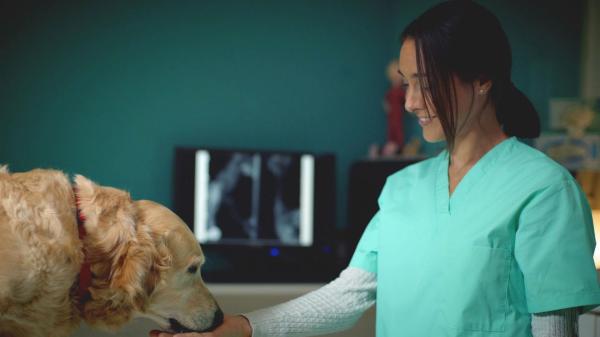 Como vermifugar um cachorro? - Como desparasitar um cachorro externamente?