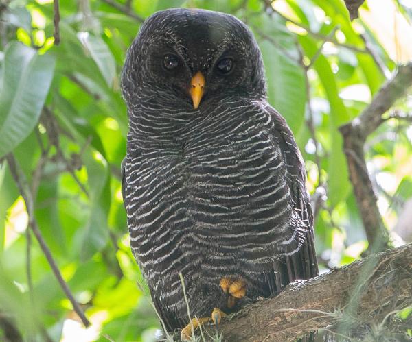 Tipos de corujas - Nomes e fotos - Corujas da família Strigidae