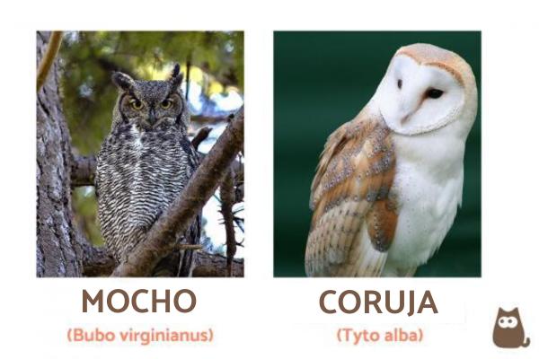 Tipos de corujas - Nomes e fotos - Diferenças entre corujas e mochos
