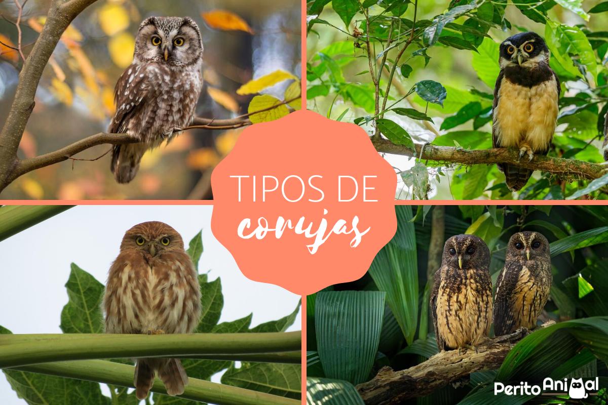 Tipos de corujas - Nomes e fotos
