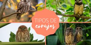 Tipos de corujas - Nomes e fotos