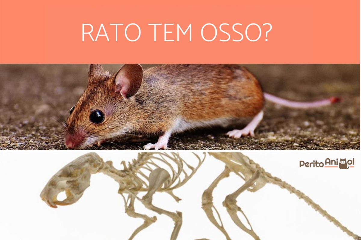 O rato tem osso?