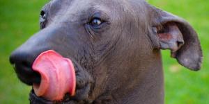 15 raças de cachorros pouco conhecidas