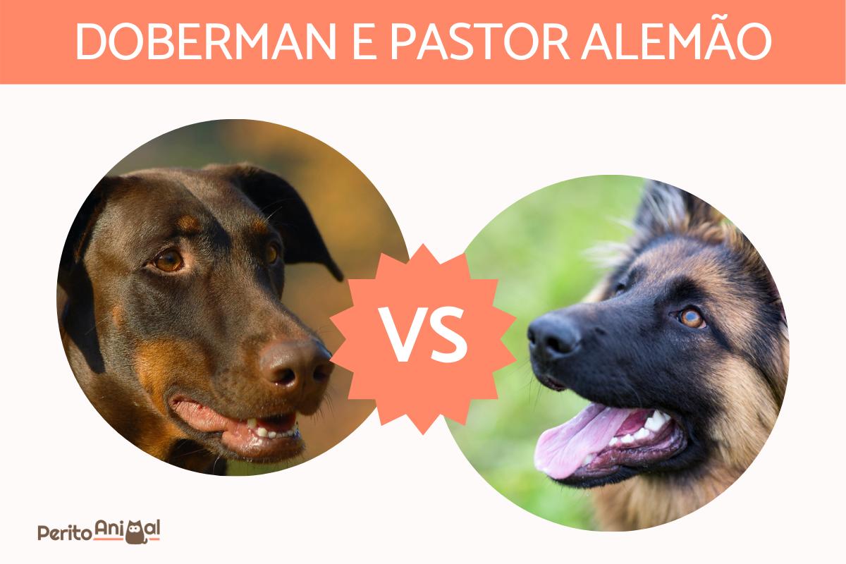 Diferenças entre o Doberman e o Pastor Alemão