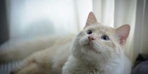 Gato branco de olho azul é surdo?