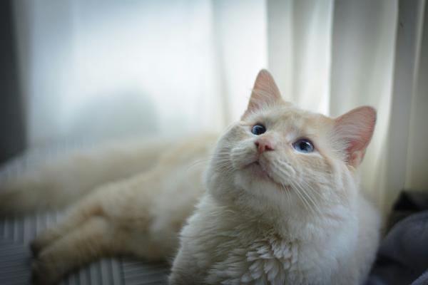 Gato branco de olho azul é surdo?