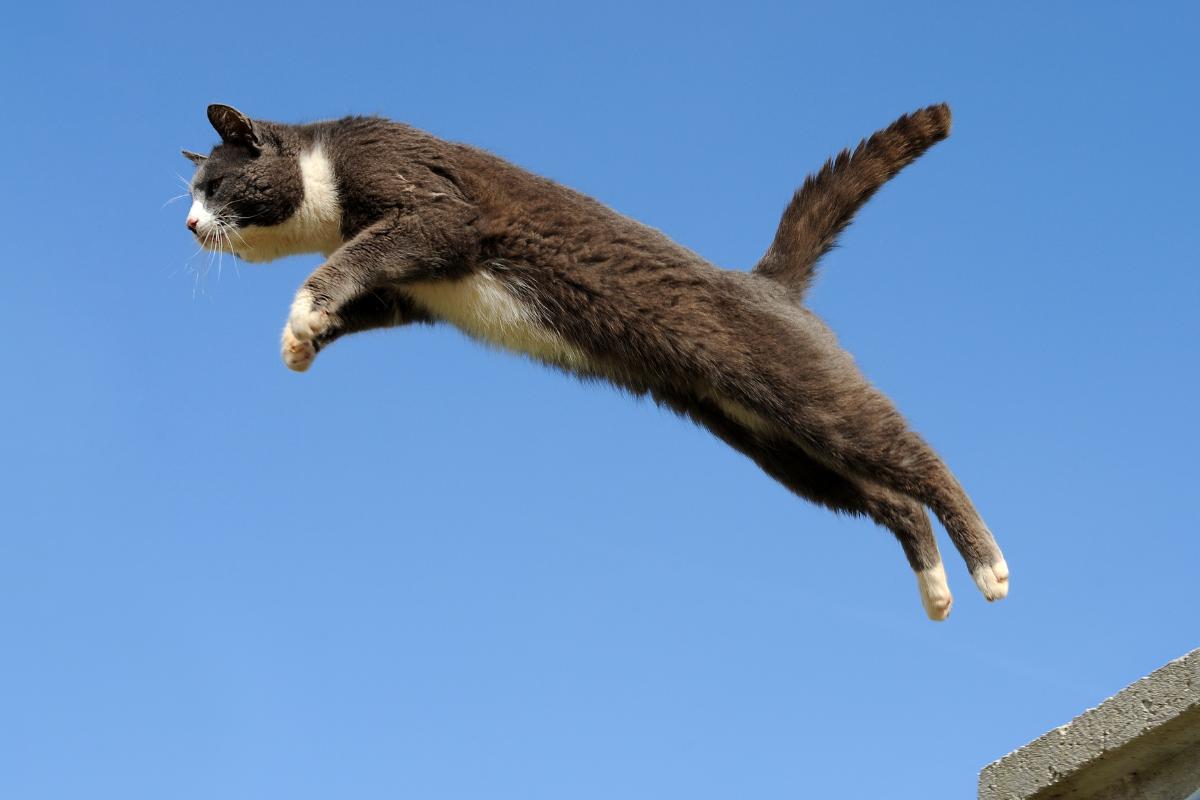 Os gatos sempre caem em pé?