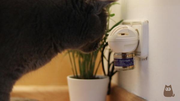 Gato vai a caixa de areia e não faz nada: por que e o que fazer? - 1. Cistite idiopática felina