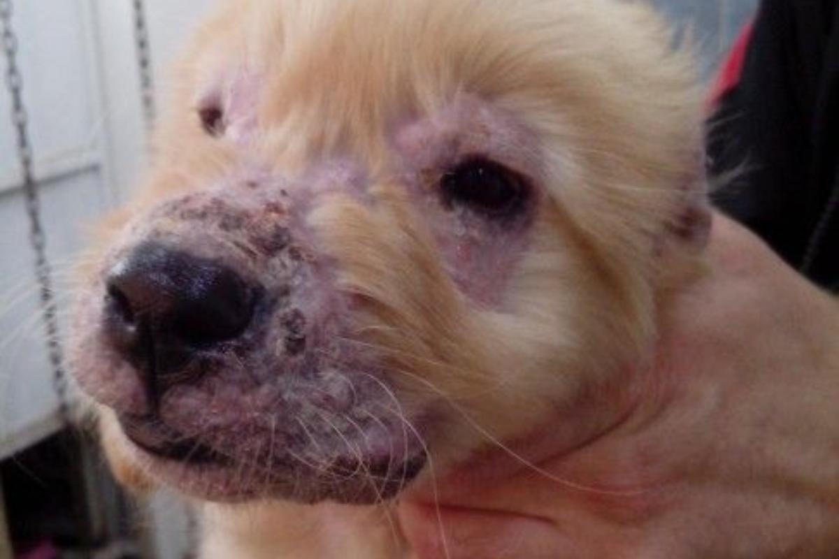 Celulite juvenil canina - Causas, sintomas e tratamento