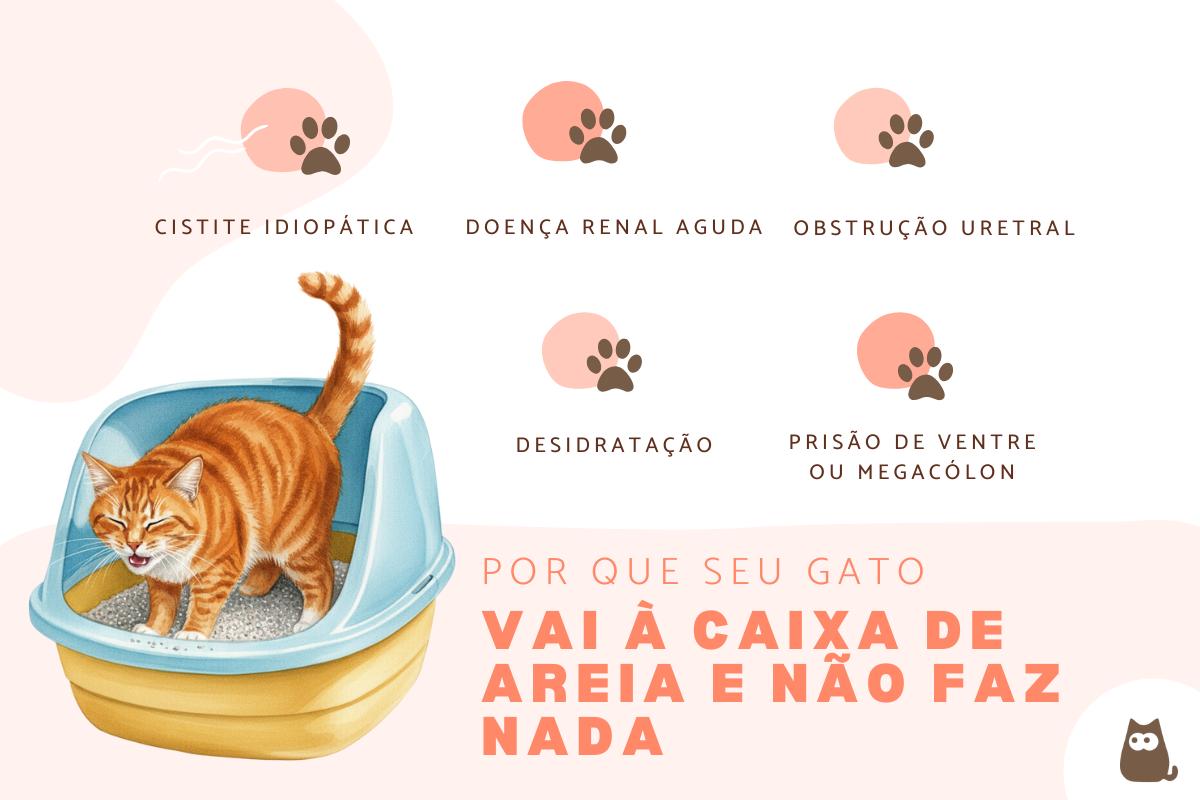 Gato vai a caixa de areia e não faz nada: por que e o que fazer?