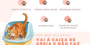 Gato vai a caixa de areia e não faz nada: por que e o que fazer?