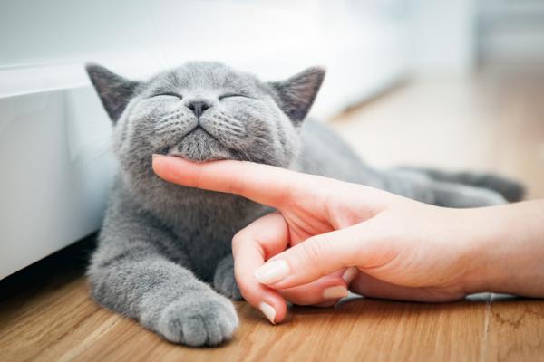 Por que os gatos somem? - Gatos castrados fogem?