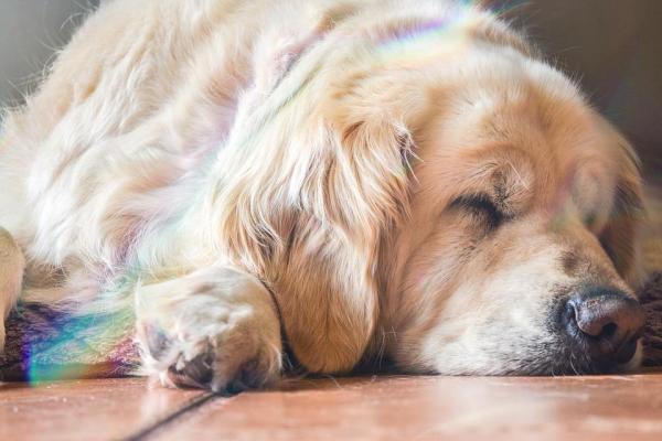Cachorro tem pesadelo? - Quando o cachorro tem pesadelo, é indicado acordá-lo?