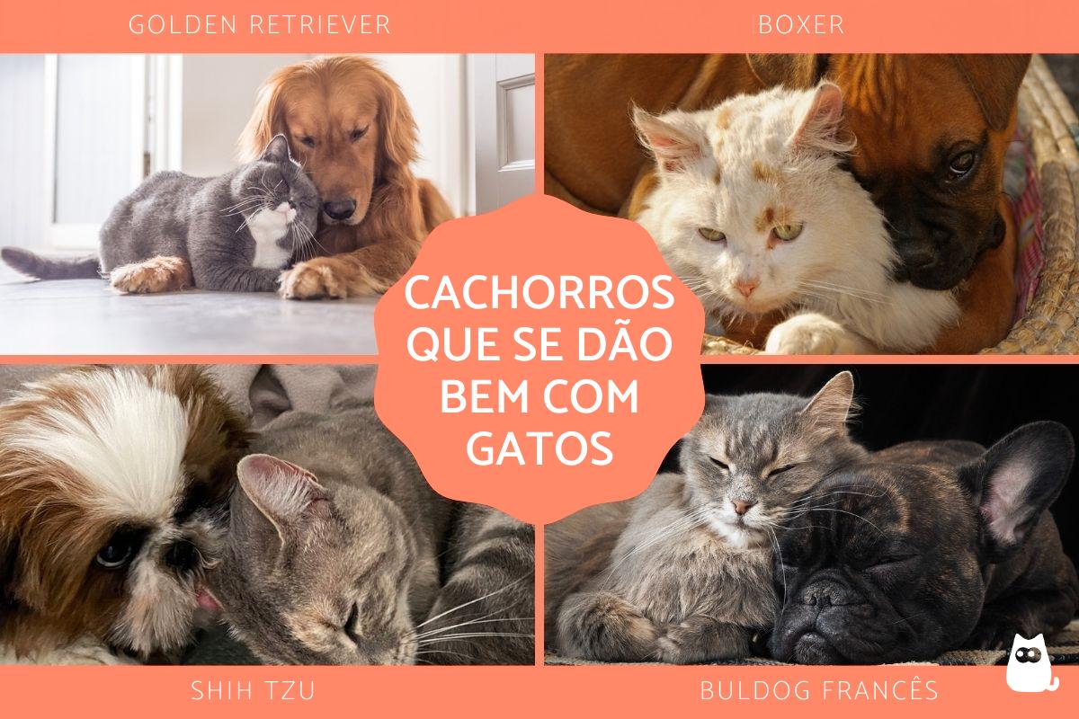 Raças de cachorro que se dão bem com gatos