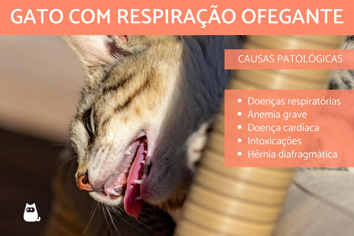 Gato com respiração ofegante - Causas e o que fazer