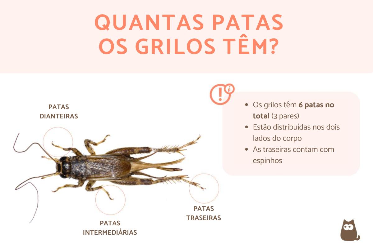 Quantos pares de patas tem o grilo?