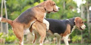 Reprodução canina: anatomia, etapas férteis e castração