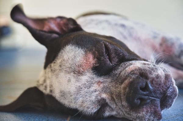 Meu cachorro se esfrega no sofá - Causas e o que fazer - 2. Precisa aliviar a coceira em alguma parte do corpo