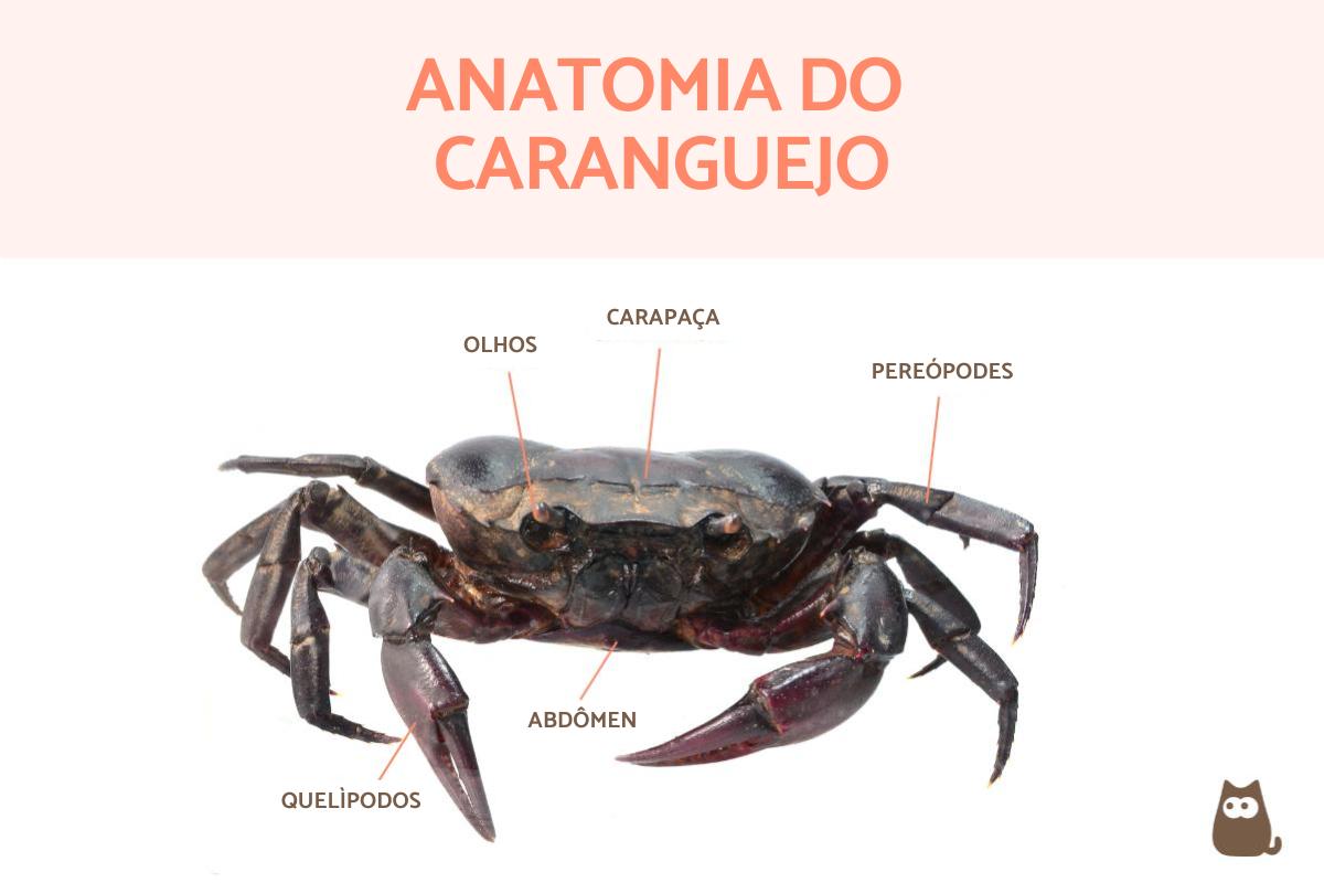 Anatomia do caranguejo