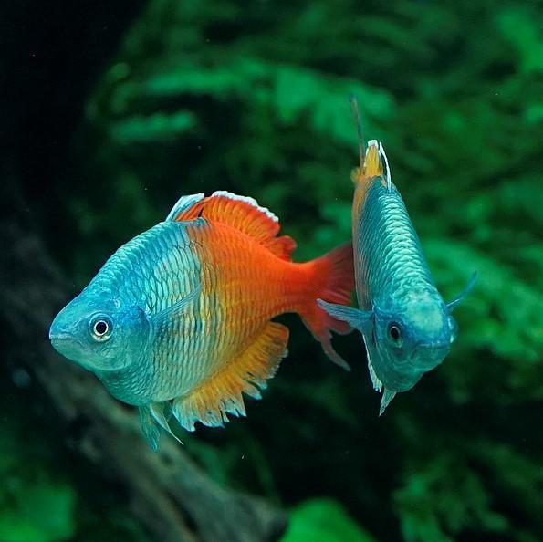 Como cuidar de peixes neon