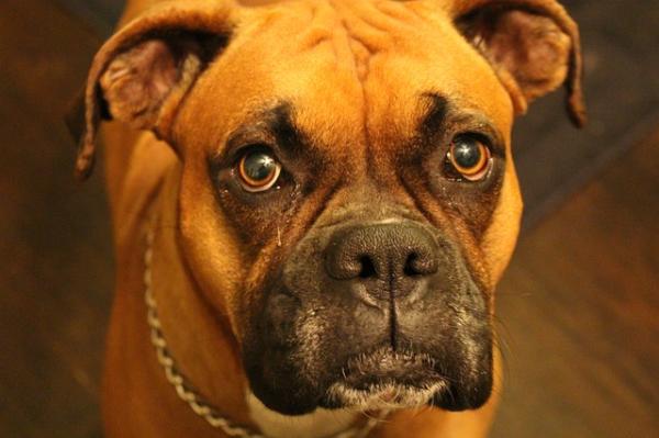 Como adestrar um cachorro Boxer - Corrigir o mau comportamento