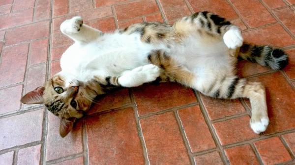 Quanto tempo dura o cio de uma gata? - Quanto tempo dura o cio de uma gata