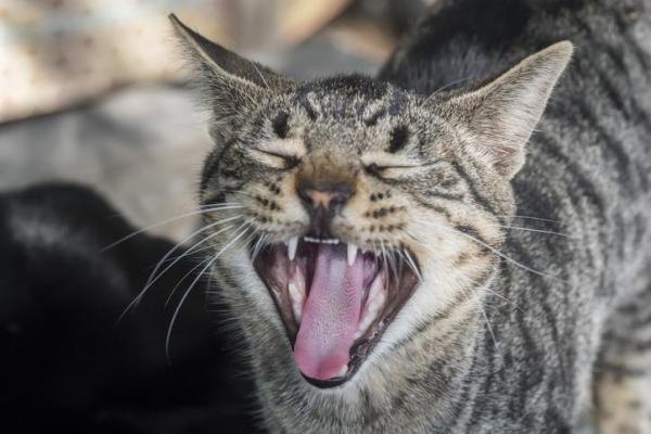 Quanto tempo dura o cio de uma gata?