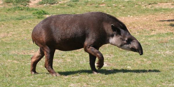 Animais brasileiros: nativos, endêmicos e em risco de extinção - Animais brasileiros