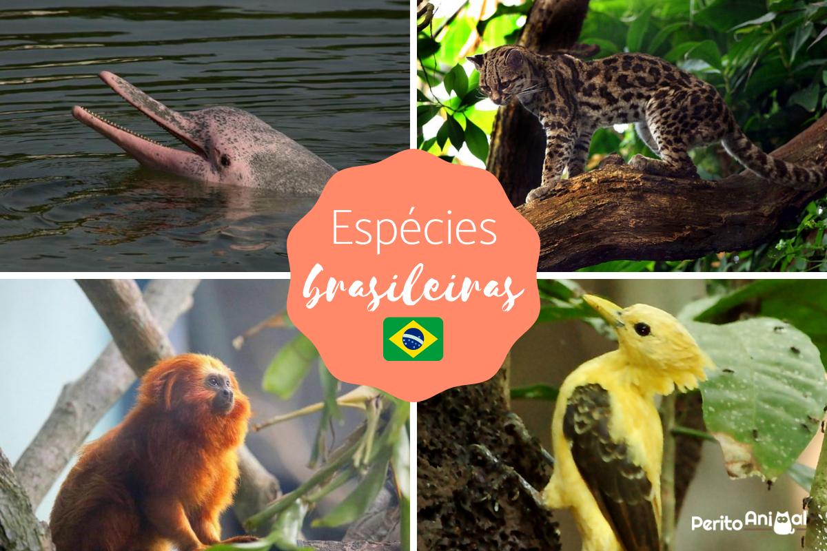 Animais brasileiros: nativos, endêmicos e em risco de extinção