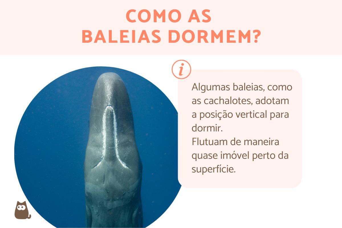 Como baleia dorme?