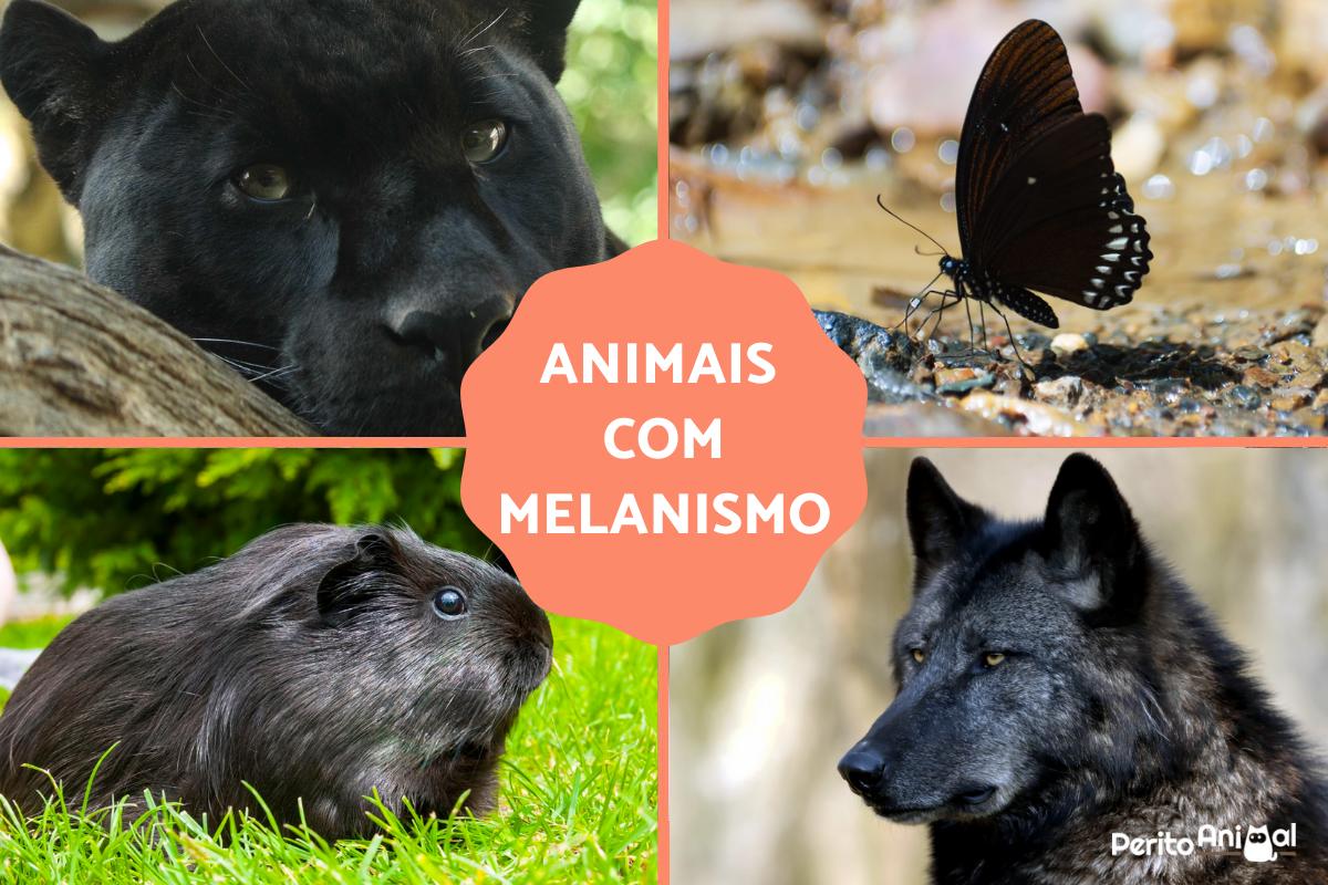 Animais com melanismo