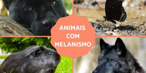 Animais com melanismo