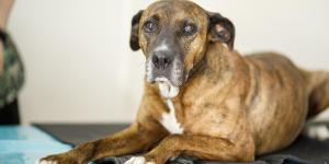 Anemia em cachorro idoso: causas, sintomas e tratamento