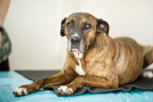 Anemia em cachorro idoso: causas, sintomas e tratamento
